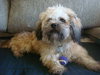 Scrappy