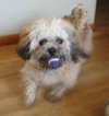 Scrappy