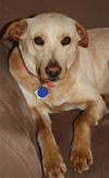 Gidget