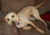 Gidget