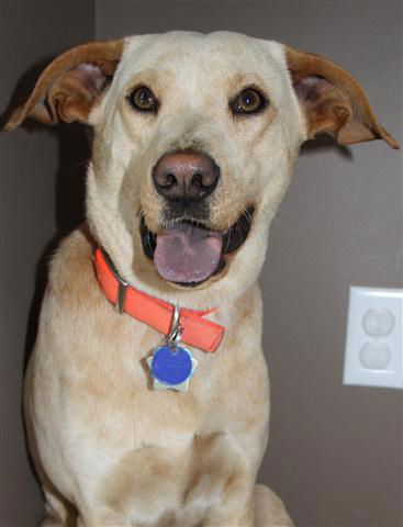 Gidget