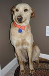 Gidget
