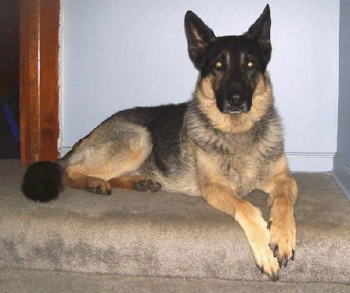 Sarge