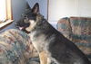 Sarge