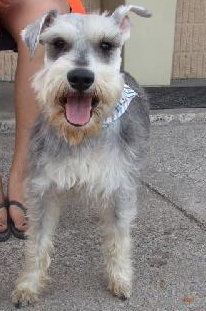 Cody