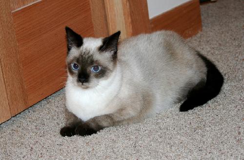 Molly