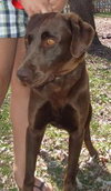Buddy