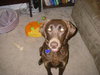Buddy