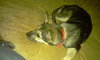 Dolly