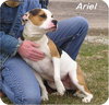 Ariel