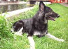 Kodi