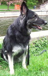 Kodi