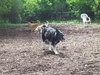 Kodi