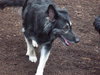 Kodi