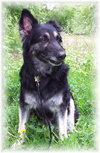Kodi