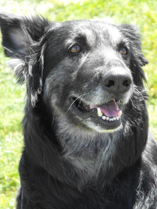 Kodi