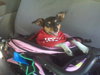 Phoebe