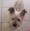 Pepper