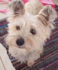Pepper
