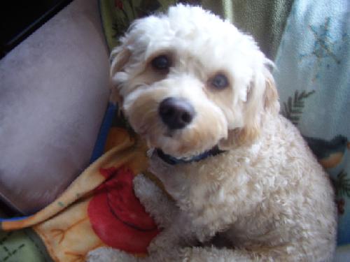 Skipper