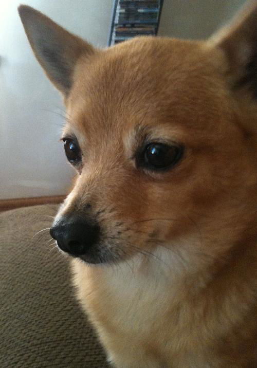Fritz