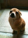Fritz