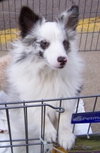 Kole