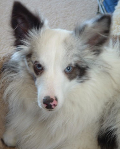 Kole