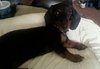 Bently