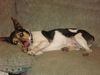 Barty