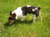 Barty