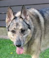 Kelsa