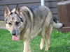 Kelsa