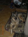 Kelsa