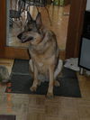 Kelsa