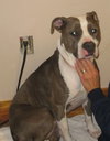 Cora
