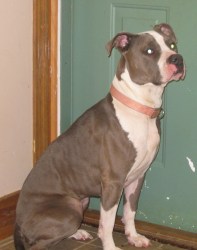 Cora