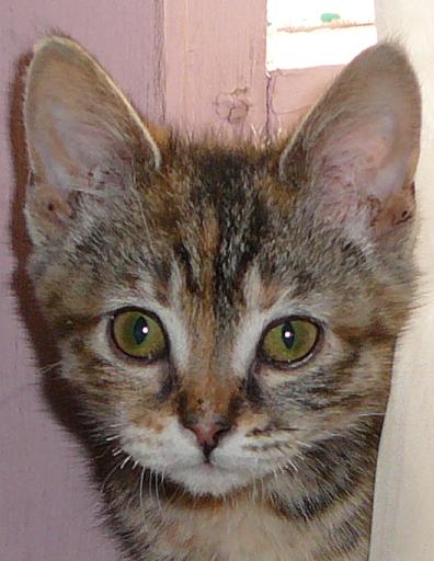 Peanut
