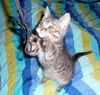 Peanut