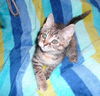 Peanut