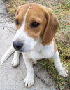 Lucy Lu
