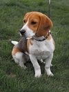 Lucy Lu