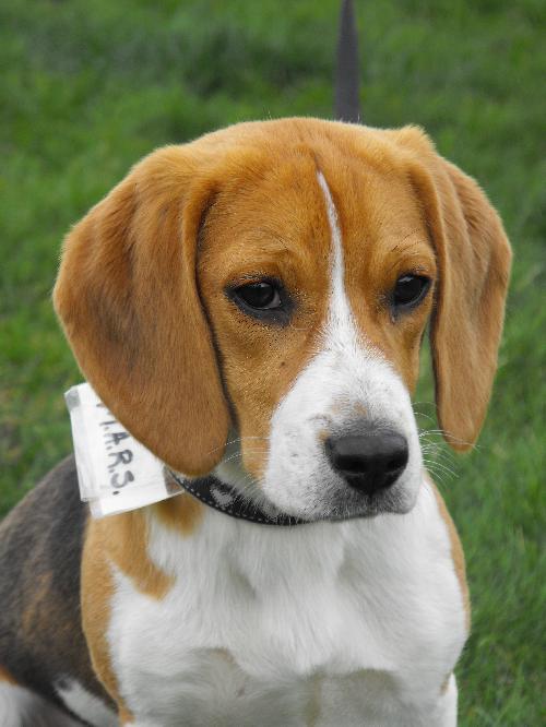 Lucy Lu
