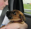 Sieben