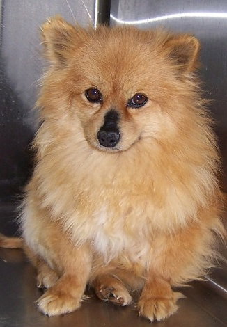 Annie