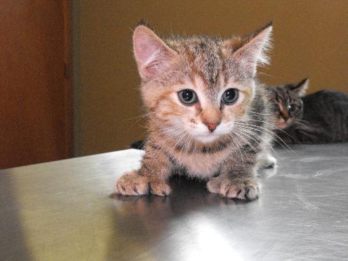 Tortie