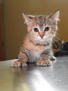Tortie