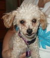 Gracie