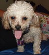 Gracie
