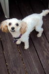 Gracie
